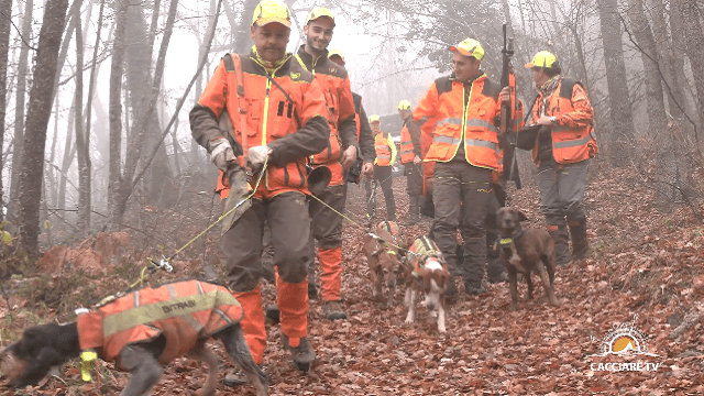 TRAILER – CINGHIALI NELLA NEBBIA